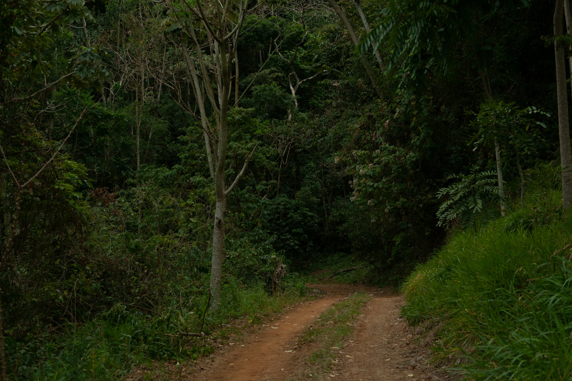 Reflorestamento com espécies nativas